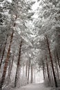 Wintry Road under the Snowy Trees Royalty Free Stock Photo