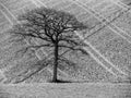 Wintry scene, leafless tree against pattern of ploughed hillside, UK.
