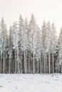 Wintry spruce forest with frost at a clearcut area Royalty Free Stock Photo
