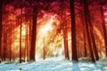 Wintry sunlight beams through forest canopy abstract Royalty Free Stock Photo
