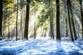 Wintry sunlight beams through forest canopy Royalty Free Stock Photo