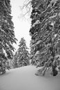 Wintry trees on Mt. Kurodake