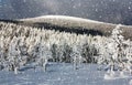 Wintry view of snowy forest on mountain, Jeseniky Royalty Free Stock Photo