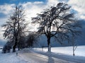 Wintry view of tree lined road Royalty Free Stock Photo