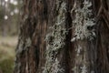 wintry white lichen growing on the barked trunk of a native tree Royalty Free Stock Photo