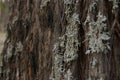 wintry white lichen growing on the barked trunk of a native tree Royalty Free Stock Photo
