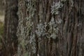 wintry white lichen growing on the barked trunk of a native tree