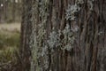 wintry white lichen growing on the barked trunk of a native tree Royalty Free Stock Photo