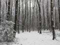 Wintry Woods