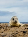 Grey Seal Pup.  Halichoerus grypus. winÃÂ·some Royalty Free Stock Photo