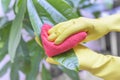 Wipe dust from houseplants. Royalty Free Stock Photo