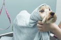 Wiping dog fur with a towel after bathing. Royalty Free Stock Photo