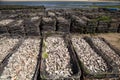 Wire baskets with empty shell oysters Royalty Free Stock Photo