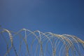 Wire circle mesh metal fence, sharp with razors, barbed. Clear blue sky background, close up view.