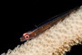wire coral goby Royalty Free Stock Photo