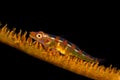 wire coral goby Royalty Free Stock Photo