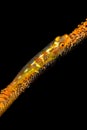 wire coral goby Royalty Free Stock Photo