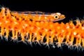 wire coral goby Royalty Free Stock Photo