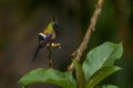 Wire-crested Thorntail - Discosura popelairii