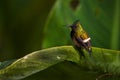 Wire-crested Thorntail - Discosura popelairii