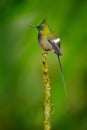Wire-crested thorntail, Discosura popelairii, hummingbird from Colombia, Ecuador and Peru. Beautiful bird with crest, siting in