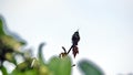 Wire-crested thorntail in a tree