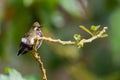 Wire-crested Thorntail - Discosura popelairii