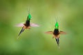 Wire-crested Thorntail, Popelairia popelairii, two hummingbird in fly. Fight in the tropic forest, green beautiful birds with