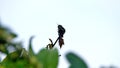 Wire-crested thorntail in a tree