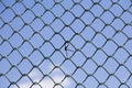 Wire fence Royalty Free Stock Photo