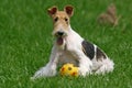 The Wire Fox Terrier Royalty Free Stock Photo