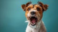 Wire Fox Terrier, angry dog baring its teeth, studio lighting pastel background Royalty Free Stock Photo