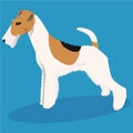 Wire fox terrier dog Royalty Free Stock Photo