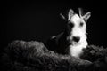 Wire fox terrier in the studio in monochrome Royalty Free Stock Photo