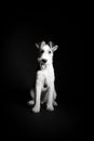 Wire fox terrier in the studio in monochrome Royalty Free Stock Photo