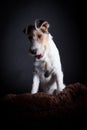 Wire fox terrier in the studio Royalty Free Stock Photo