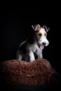 Wire fox terrier in the studio Royalty Free Stock Photo