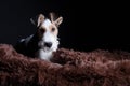 Wire fox terrier in the studio Royalty Free Stock Photo