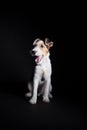 Wire fox terrier in the studio Royalty Free Stock Photo