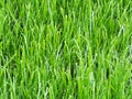 Wire grass Royalty Free Stock Photo