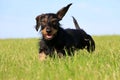 Wire haired dachshound in the garden Royalty Free Stock Photo