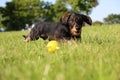 Wire haired dachshound in the garden Royalty Free Stock Photo