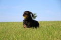 Funny wire haired dachshound in the garden Royalty Free Stock Photo