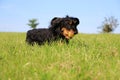Funny wire haired dachshound in the garden Royalty Free Stock Photo