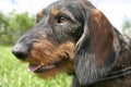 Wire-haired dachshund Royalty Free Stock Photo