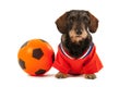 Wire haired dachshund as sports fan Royalty Free Stock Photo