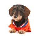 Wire haired dachshund as sports fan Royalty Free Stock Photo