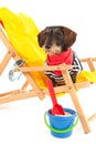 Wire haired dachshund at the beach Royalty Free Stock Photo