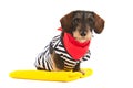 Wire haired dachshund at the beach Royalty Free Stock Photo