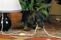 WIRE-HAIRED DACHSHUND CHEWING ELECTRIC CABLE